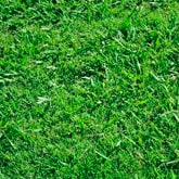 Weed Man's Bermuda Grass Control